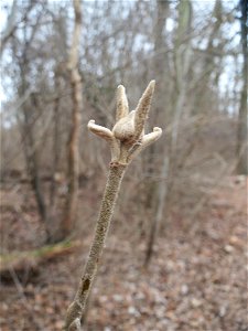 Wolliger Schneeball (Viburnum lantana) am Berghäuser Altrhein bei Speyer - leicht an der Winterknospe zu erkennen