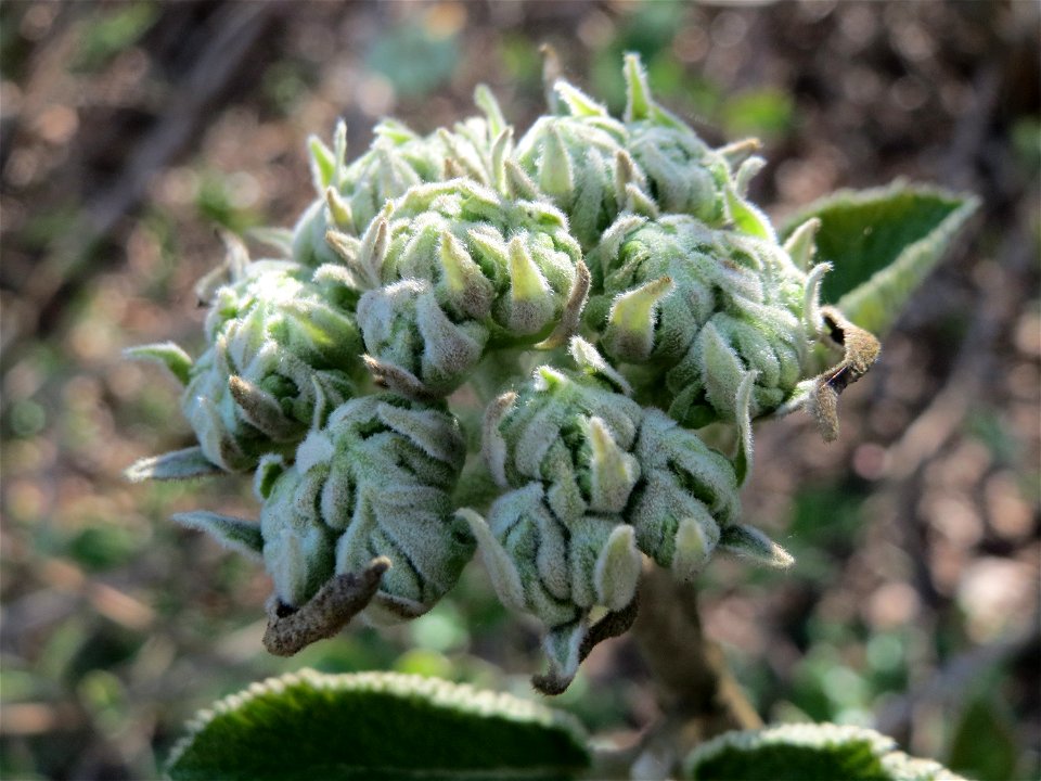 Wolliger Schneeball (Viburnum lantana) an der Saar in Sankt Arnual
