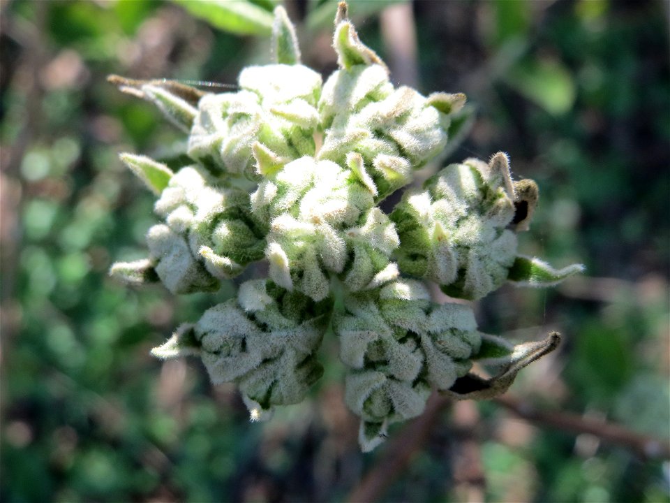 Wolliger Schneeball (Viburnum lantana) an der Saar in Sankt Arnual