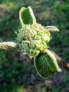 Wolliger Schneeball (Viburnum lantana) an der Saar in Sankt Arnual