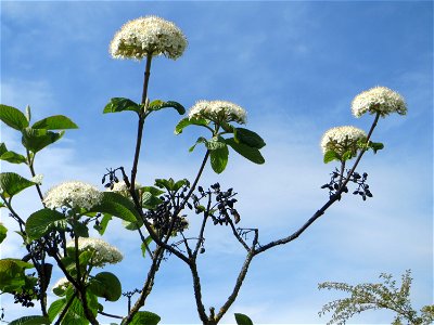 Wolliger Schneeball (Viburnum lantana) am Bahndamm in Hockenheim