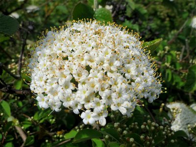 Wolliger Schneeball (Viburnum lantana) in der Blüte - am Bahndamm in Hockenheim