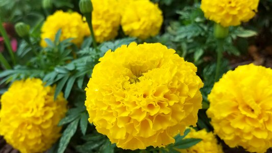Flower blossom summer