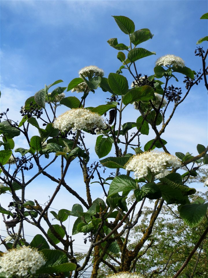 Wolliger Schneeball (Viburnum lantana) am Bahndamm in Hockenheim