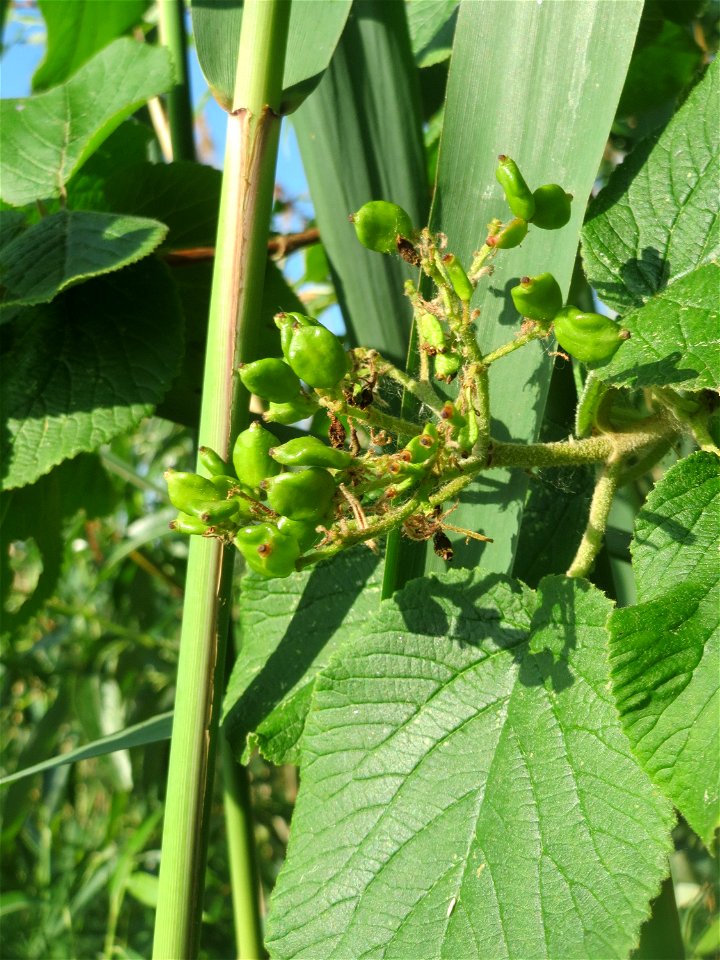 Wolliger Schneeball (Viburnum lantana) im Landschaftsschutzgebiet „Hockenheimer Rheinbogen“