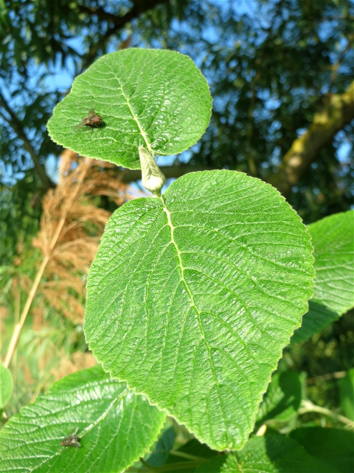 Wolliger Schneeball (Viburnum lantana) im Landschaftsschutzgebiet „Hockenheimer Rheinbogen“