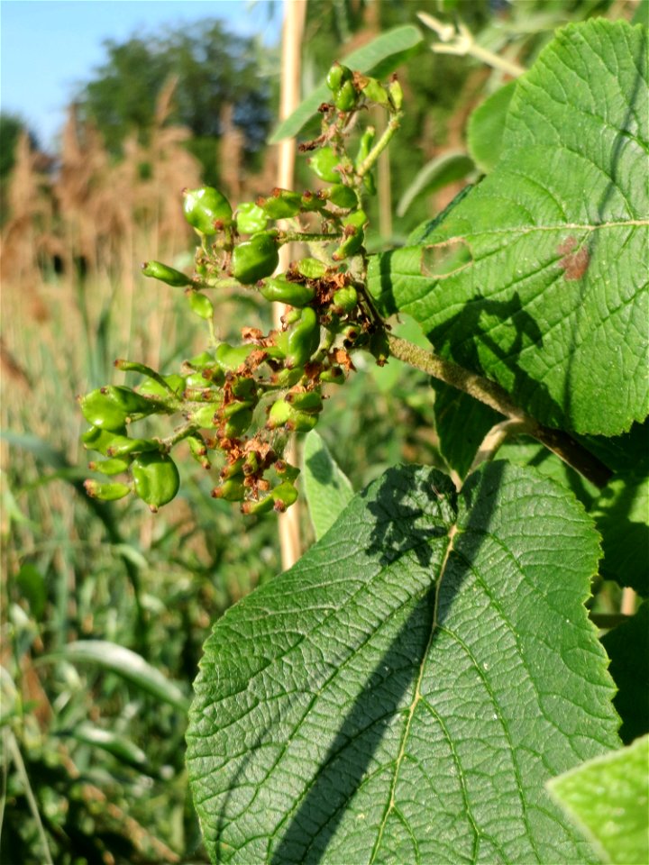 Wolliger Schneeball (Viburnum lantana) im Landschaftsschutzgebiet „Hockenheimer Rheinbogen“