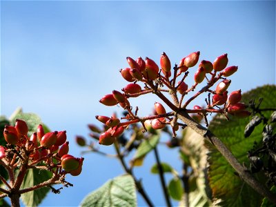 Früchte vom Wolligen Schneeball (Viburnum lantana) in Hockenheim