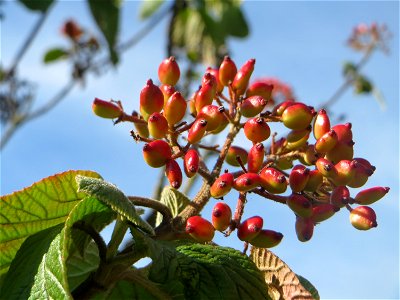 Früchte vom Wolligen Schneeball (Viburnum lantana) in Hockenheim