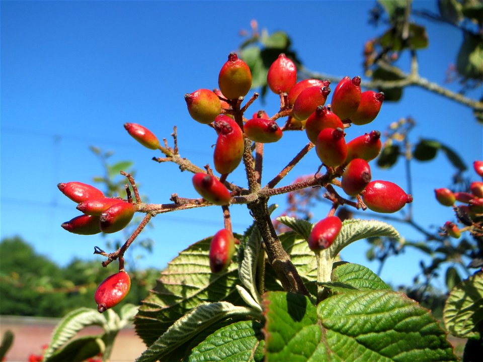 Früchte vom Wolligen Schneeball (Viburnum lantana) in Hockenheim