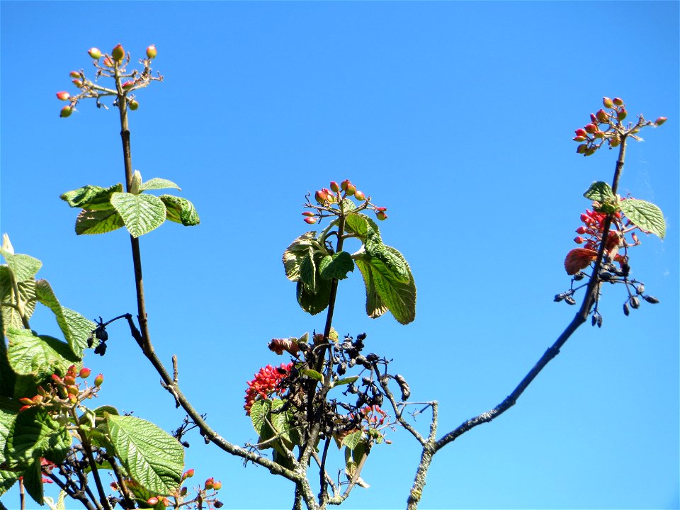 Früchte vom Wolligen Schneeball (Viburnum lantana) in Hockenheim