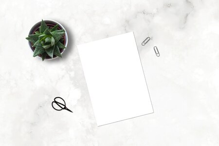 Flatlay plant ecommerce