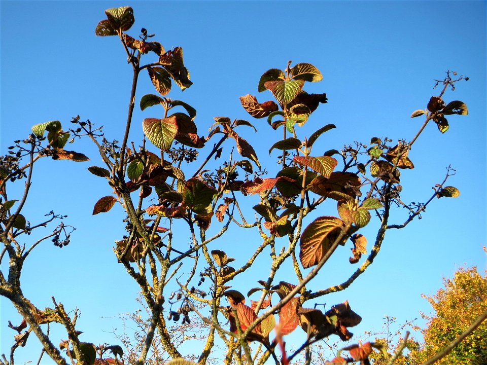 Wolliger Schneeball (Viburnum lantana) in Hockenheim