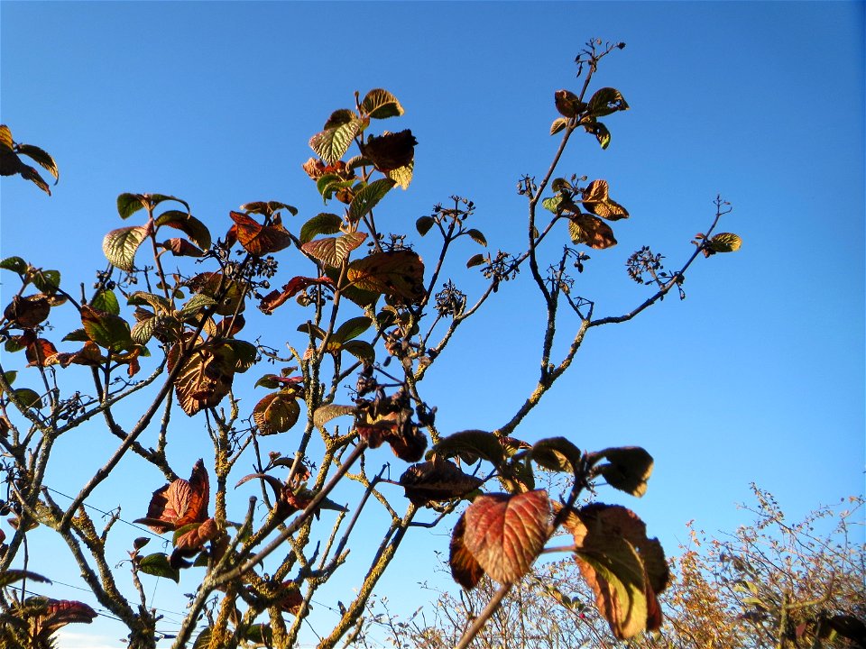 Wolliger Schneeball (Viburnum lantana) in Hockenheim