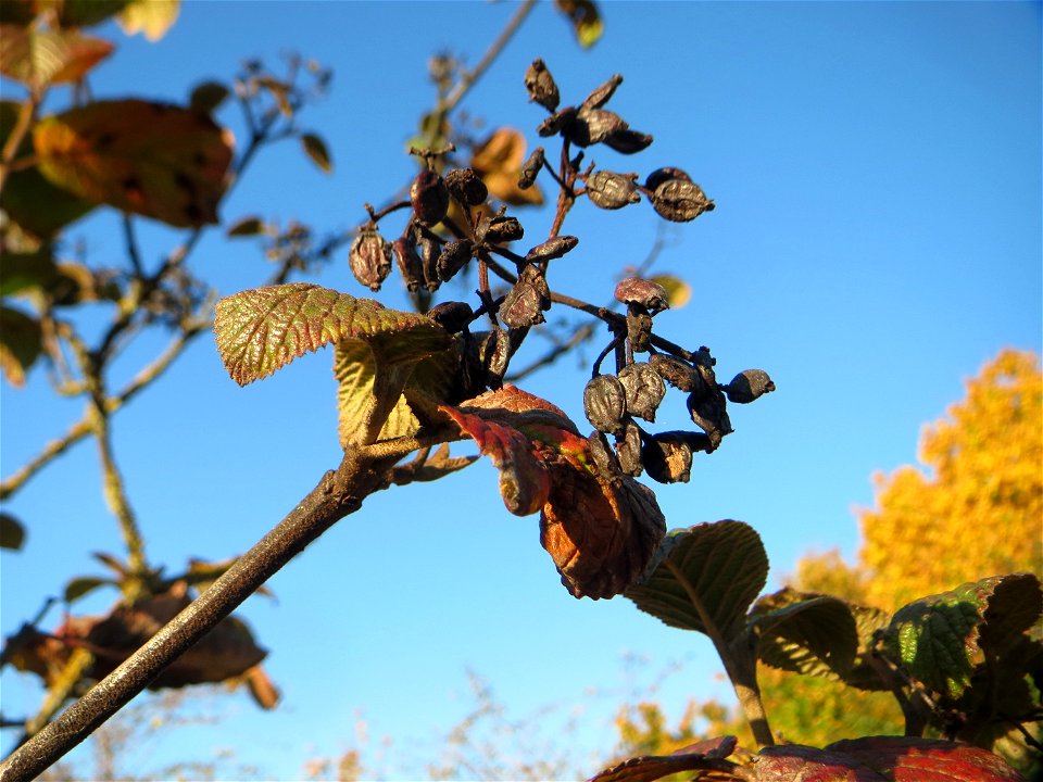 Wolliger Schneeball (Viburnum lantana) in Hockenheim