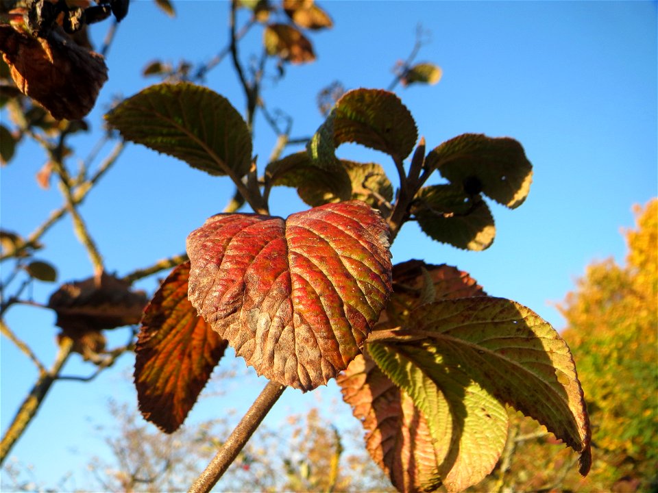 Wolliger Schneeball (Viburnum lantana) in Hockenheim