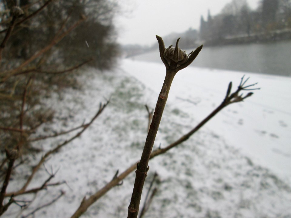Mumienbotanik: Wolliger Schneeball (Viburnum lantana) an der Saar in Sankt Arnual