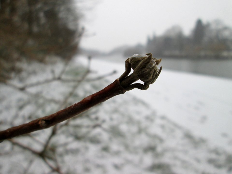 Mumienbotanik: Wolliger Schneeball (Viburnum lantana) an der Saar in Sankt Arnual