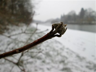 Mumienbotanik: Wolliger Schneeball (Viburnum lantana) an der Saar in Sankt Arnual