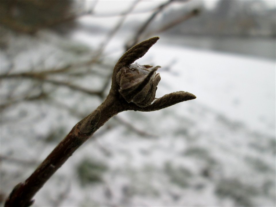 Mumienbotanik: Wolliger Schneeball (Viburnum lantana) an der Saar in Sankt Arnual