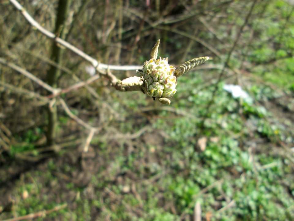 Wolliger Schneeball (Viburnum lantana) in Alt-Saarbrücken