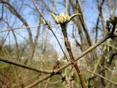Wolliger Schneeball (Viburnum lantana) in Alt-Saarbrücken