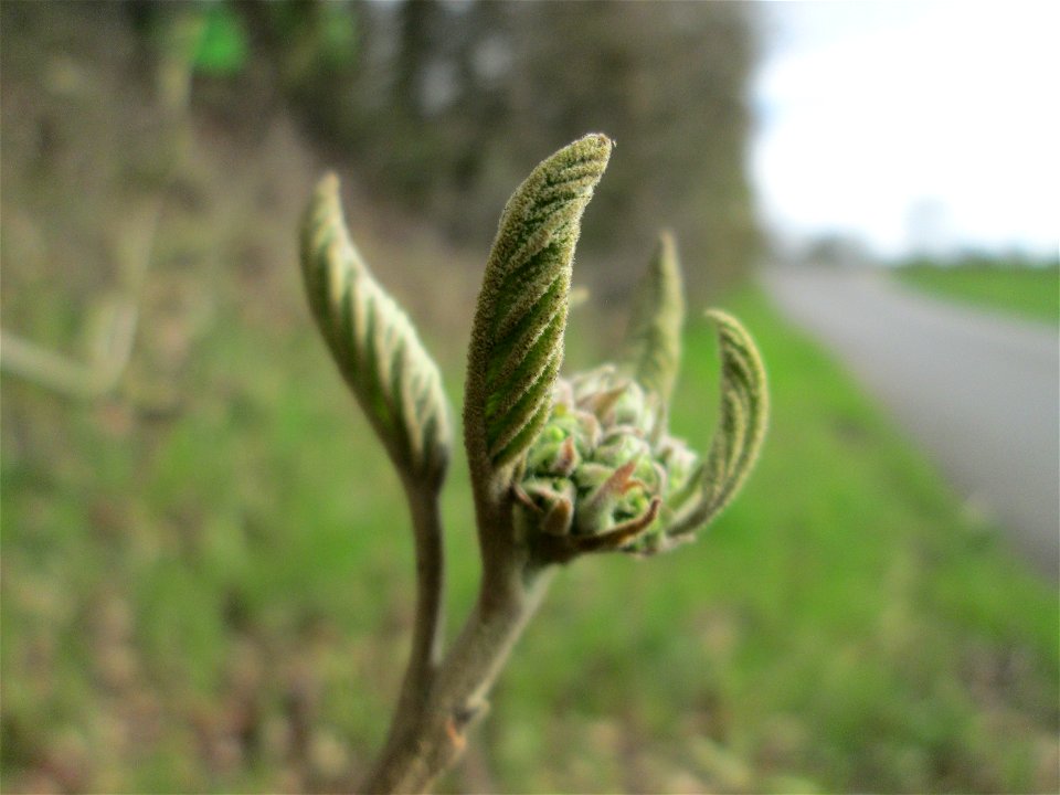 Wolliger Schneeball (Viburnum lantana) im Hockenheimer Rheinbogen