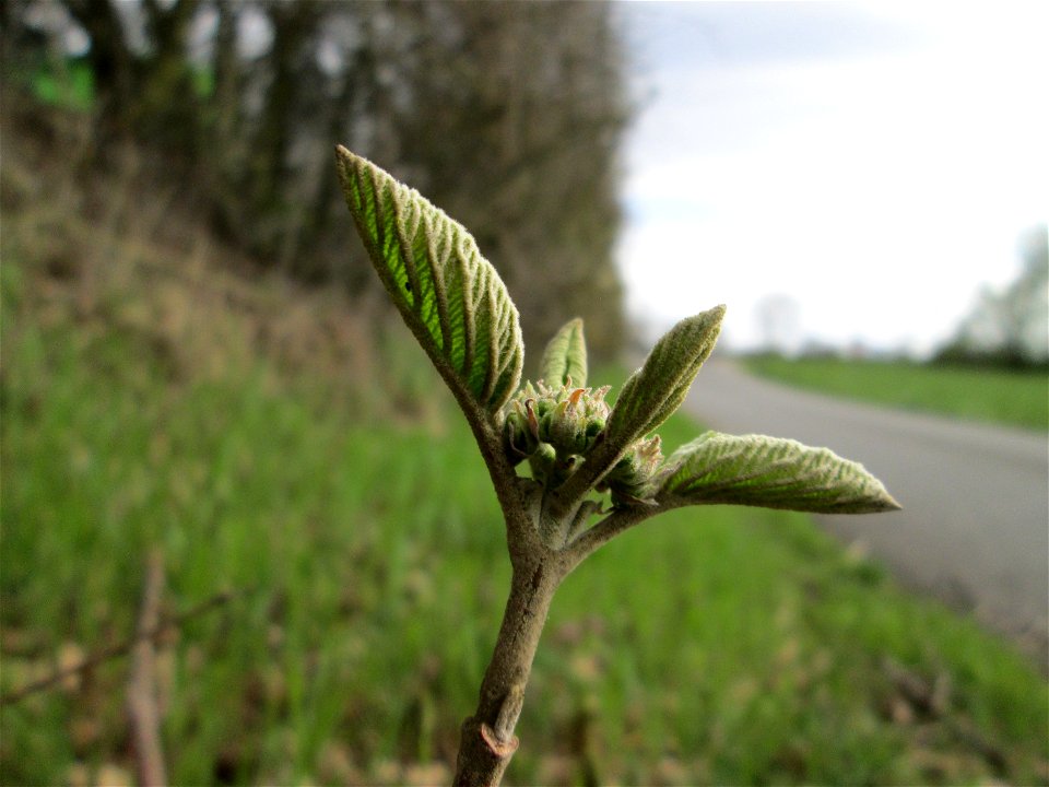Wolliger Schneeball (Viburnum lantana) im Hockenheimer Rheinbogen