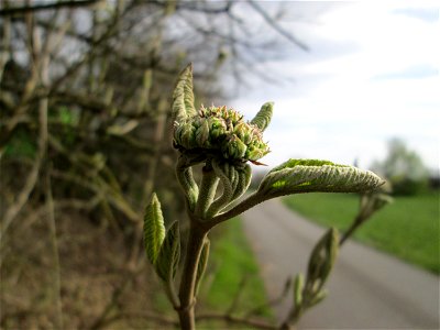 Wolliger Schneeball (Viburnum lantana) im Hockenheimer Rheinbogen