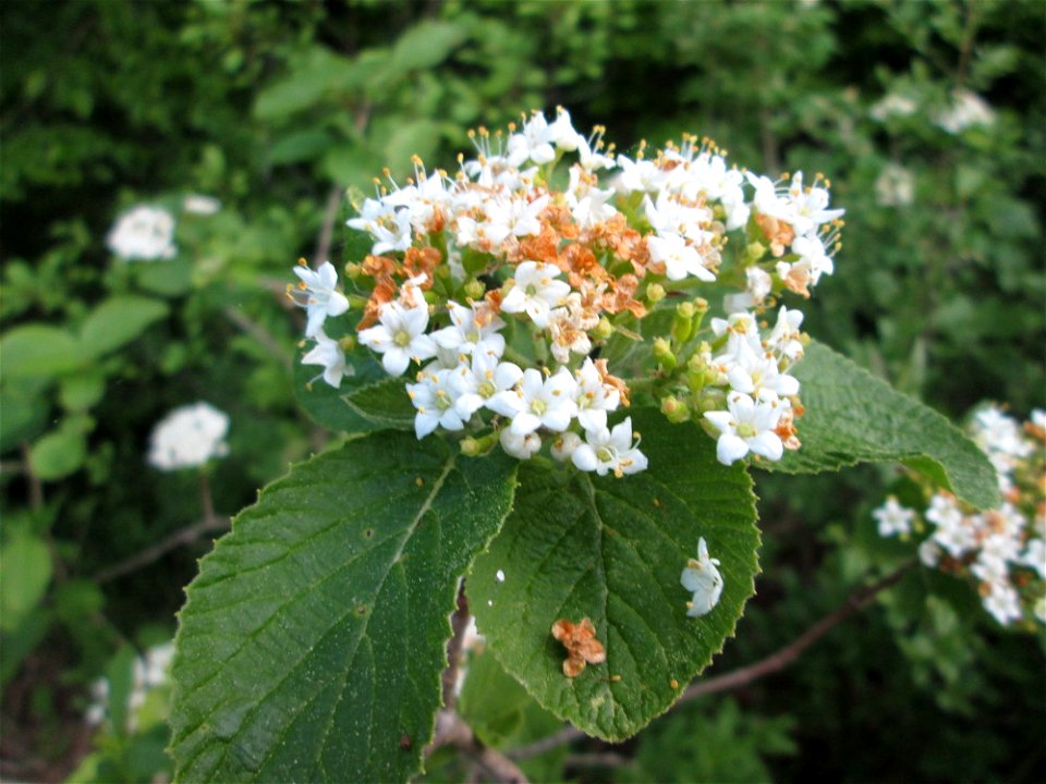 Fast verblühter Wolliger Schneeball (Viburnum lantana) im Landschaftsschutsgebiet „Saalbachniederung“ bei Hambrücken