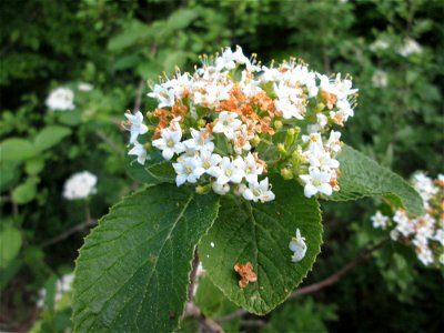 Fast verblühter Wolliger Schneeball (Viburnum lantana) im Landschaftsschutsgebiet „Saalbachniederung“ bei Hambrücken