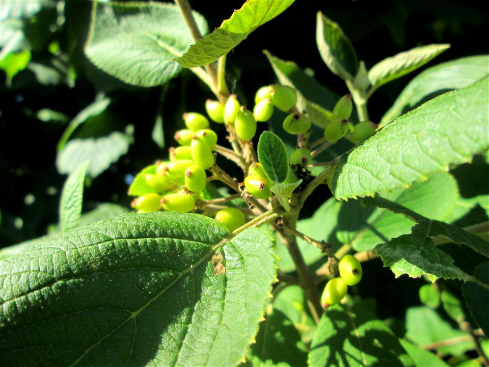 Wolliger Schneeball (Viburnum lantana) an einer Brückenauffahrt bei Reilingen