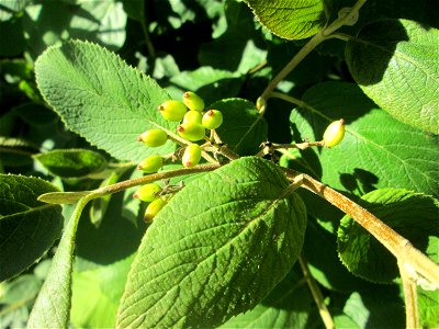 Wolliger Schneeball (Viburnum lantana) an einer Brückenauffahrt bei Reilingen