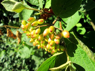 Wolliger Schneeball (Viburnum lantana) an einer Brückenauffahrt bei Reilingen
