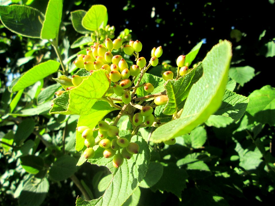 Wolliger Schneeball (Viburnum lantana) an einer Brückenauffahrt bei Reilingen