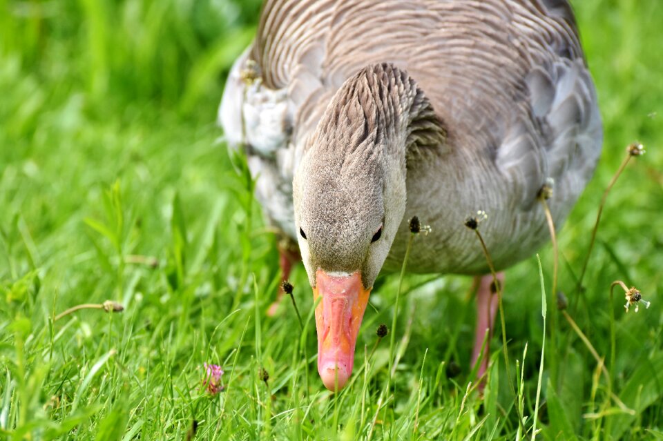 Poultry water bird plumage