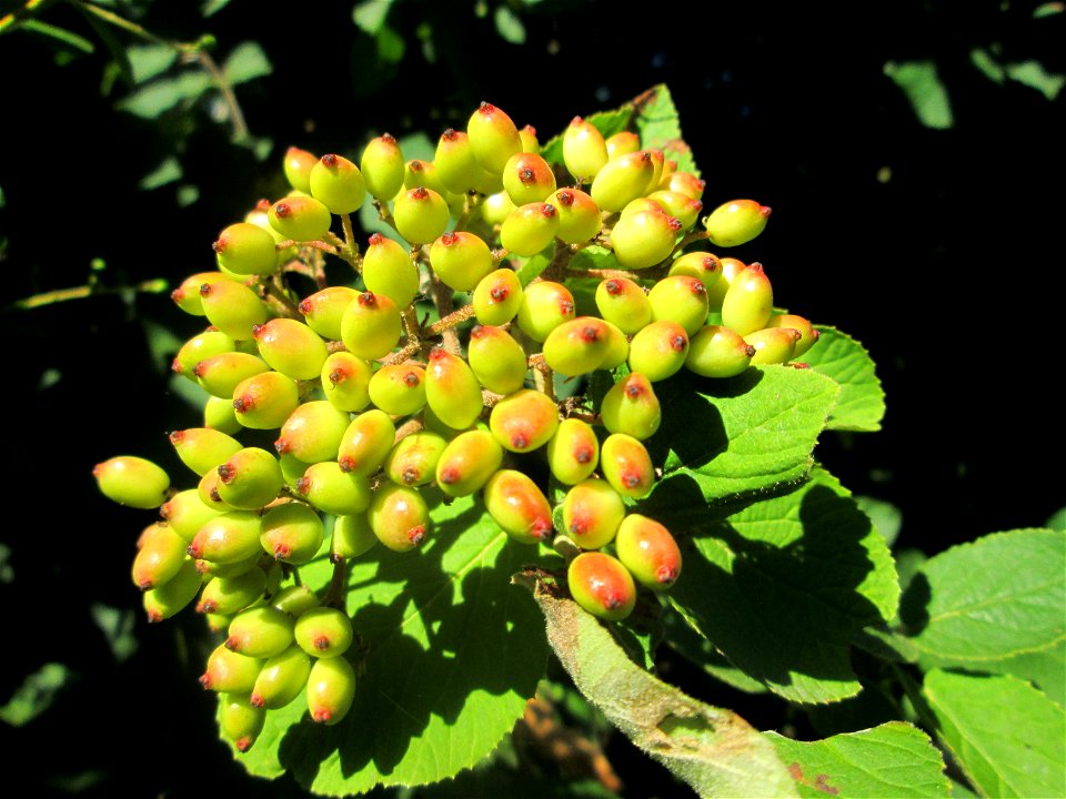 Wolliger Schneeball (Viburnum lantana) an einer Brückenauffahrt bei Reilingen