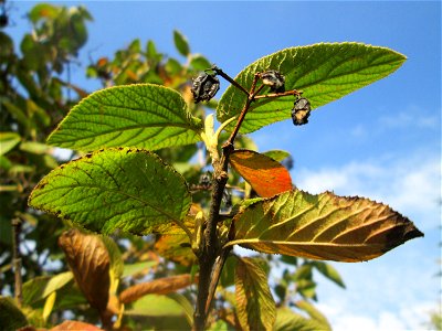 Wolliger Schneeball (Viburnum lantana) im Moscheegarten Schwetzingen