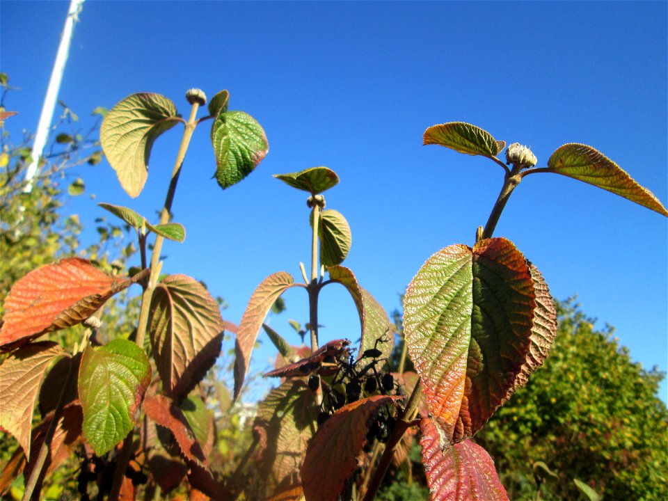 Wolliger Schneeball (Viburnum lantana) am Osthafen Saarbrücken