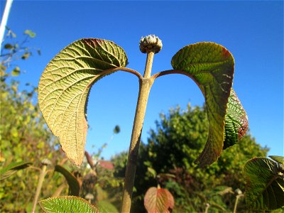 Wolliger Schneeball (Viburnum lantana) am Osthafen Saarbrücken