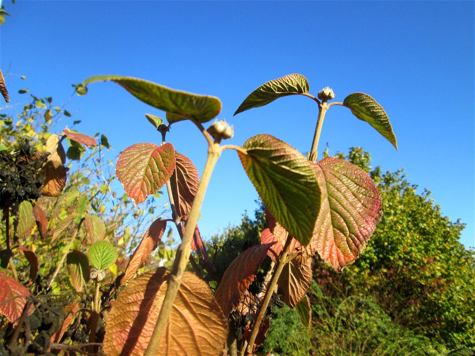 Wolliger Schneeball (Viburnum lantana) am Osthafen Saarbrücken