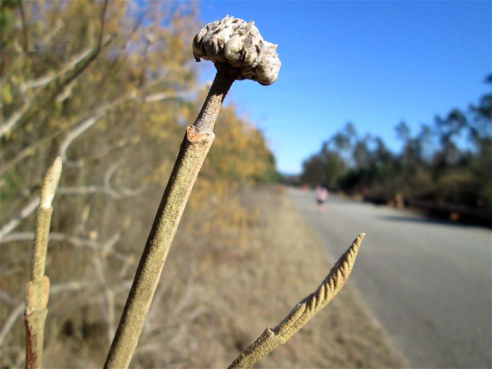 Wolliger Schneeball (Viburnum lantana) in der Schwetzinger Hardt