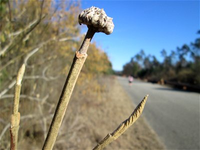 Wolliger Schneeball (Viburnum lantana) in der Schwetzinger Hardt