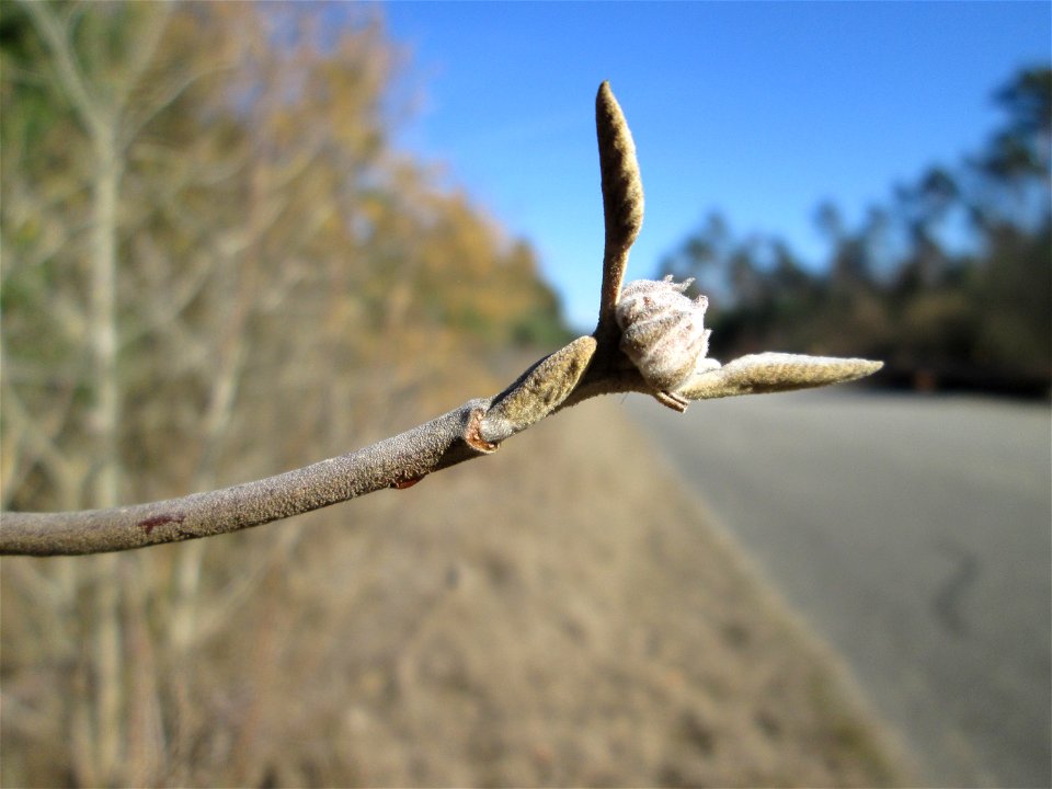 Wolliger Schneeball (Viburnum lantana) in der Schwetzinger Hardt