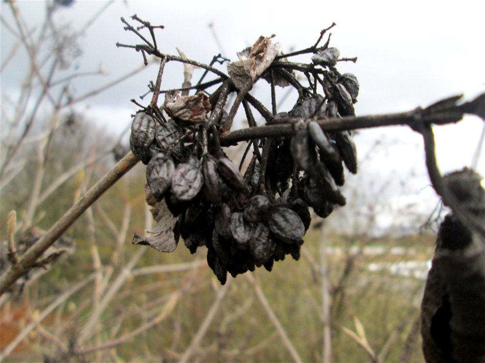 Früchte und Winterknospen des Wolligen Schneeballs (Viburnum lantana) in einer Feldhecke bei Ketsch (Gemarkung Schwetzingen)