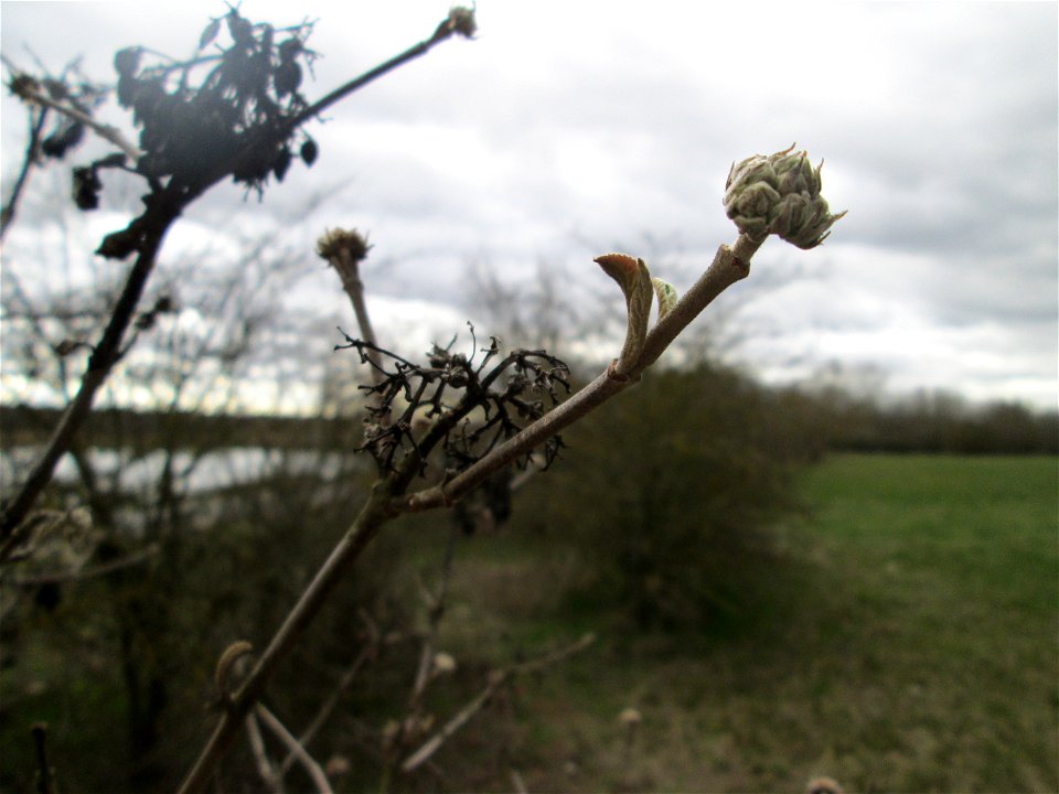 Früchte und Winterknospen des Wolligen Schneeballs (Viburnum lantana) in einer Feldhecke bei Ketsch (Gemarkung Schwetzingen)