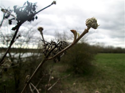 Früchte und Winterknospen des Wolligen Schneeballs (Viburnum lantana) in einer Feldhecke bei Ketsch (Gemarkung Schwetzingen)