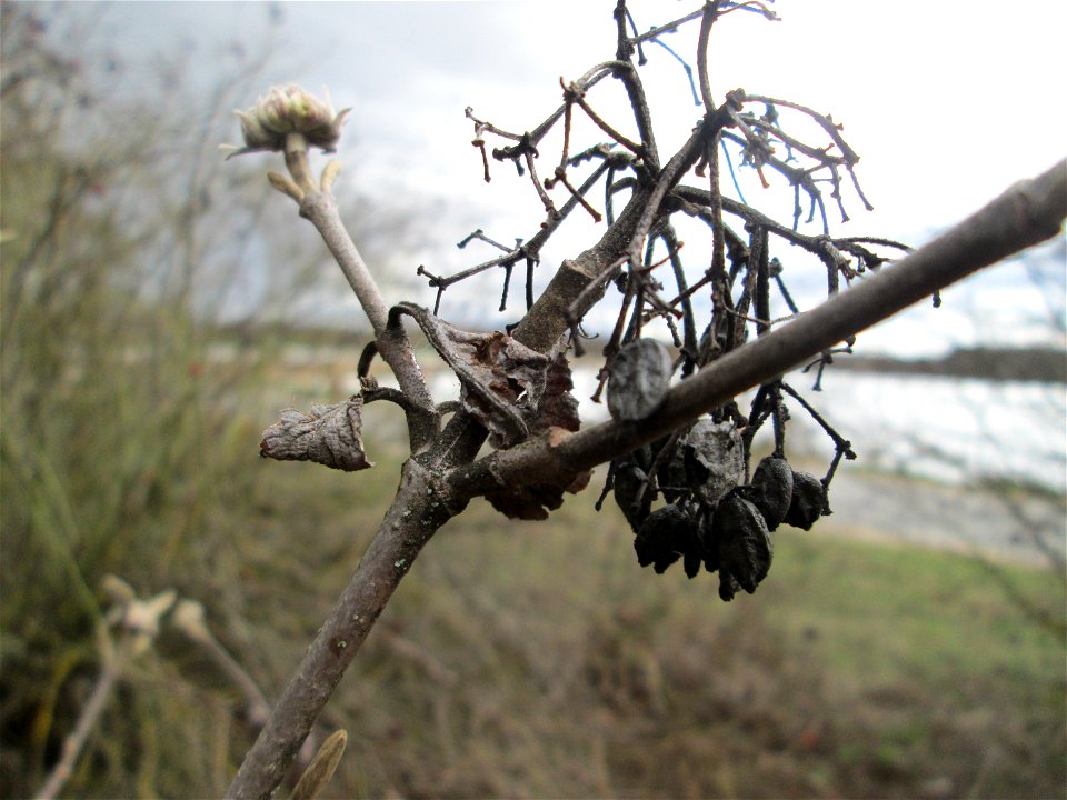 Früchte und Winterknospen des Wolligen Schneeballs (Viburnum lantana) in einer Feldhecke bei Ketsch (Gemarkung Schwetzingen)
