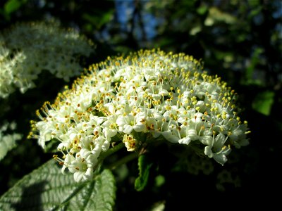Wolliger Schneeball (Viburnum lantana) in Alt-Saarbrücken