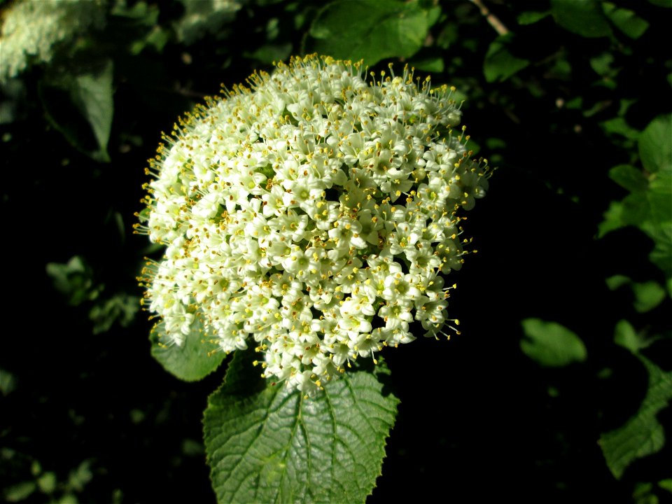 Wolliger Schneeball (Viburnum lantana) in Alt-Saarbrücken